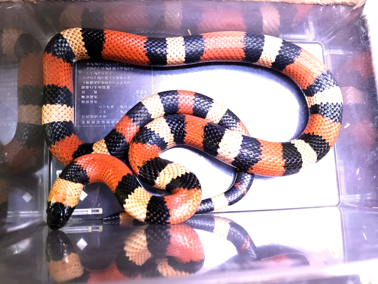 プエブランミルクスネーク(1)