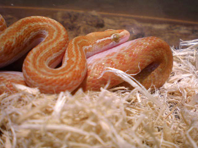 アフリカンハウススネーク(12)