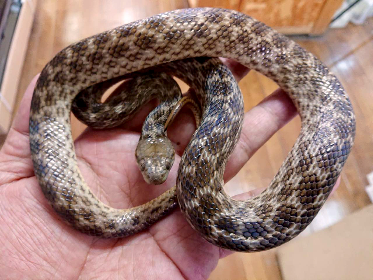 ゴノメアリノハハヘビ(2)