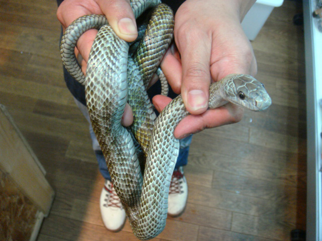 アオダイショウ(9)