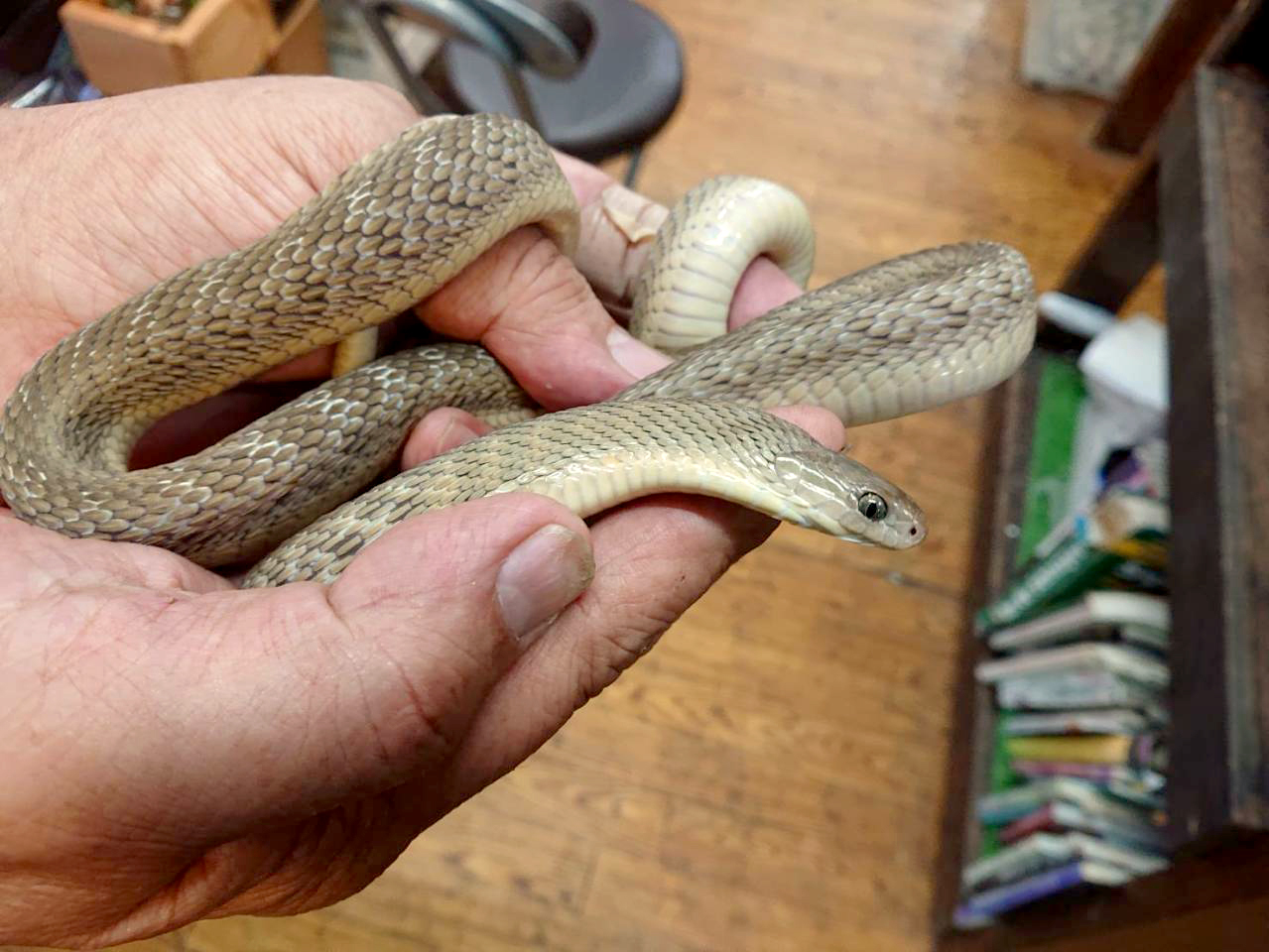 ミドリタマゴヘビ(7)