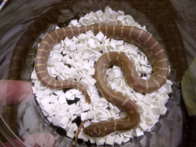 ブルックスキングスネーク(8)