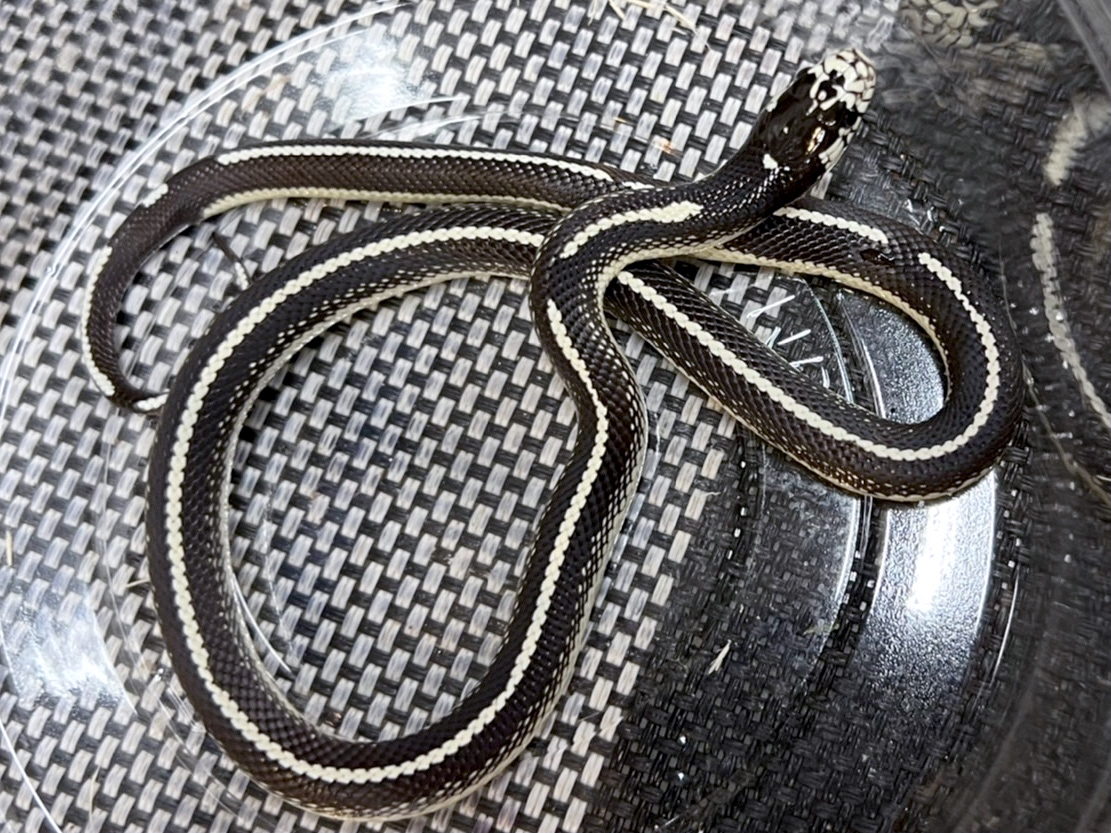 カリフォルニアキングスネーク(6)