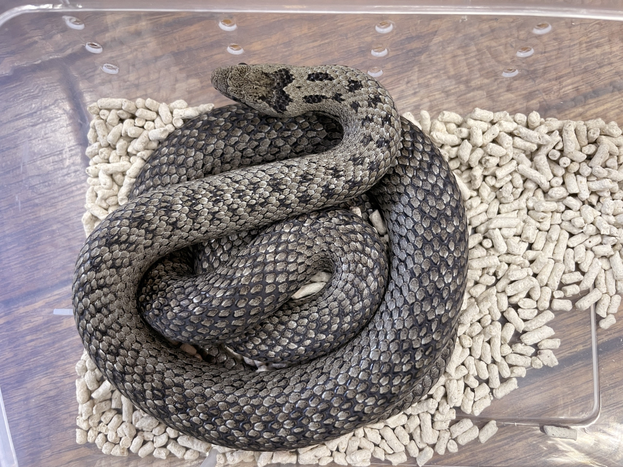 スムースヘビ(2)