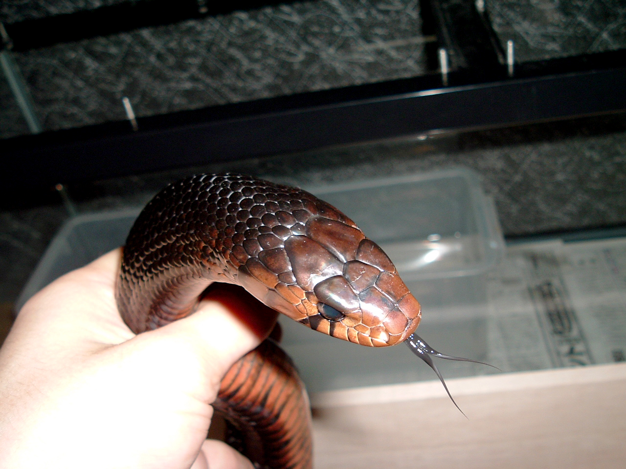 イースタンインディゴスネーク(1)