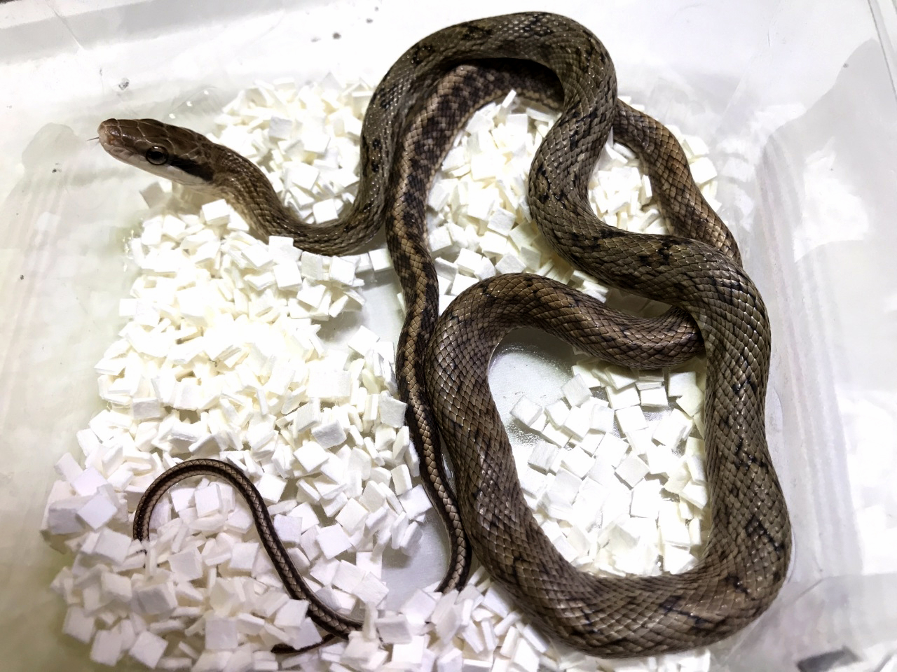 サキシマスジオ(1)