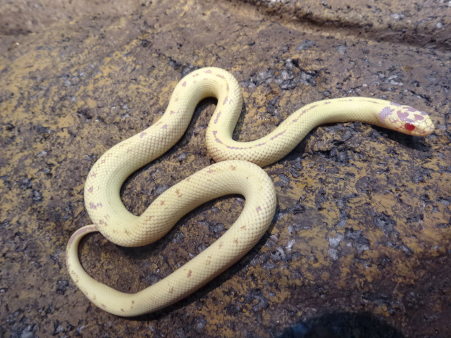 カリフォルニアキングスネーク(10)