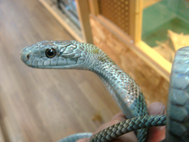 アオダイショウ(10)