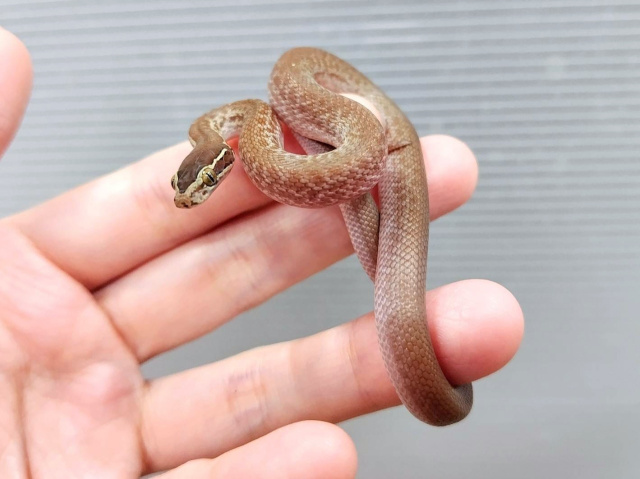 ３匹の蛇 新入荷＆在庫紹介】ヘビ〜𓆙❗蛇の新着と在庫リストをご紹介