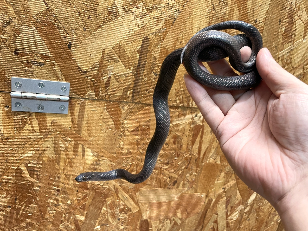 ブラックハウススネーク(8)