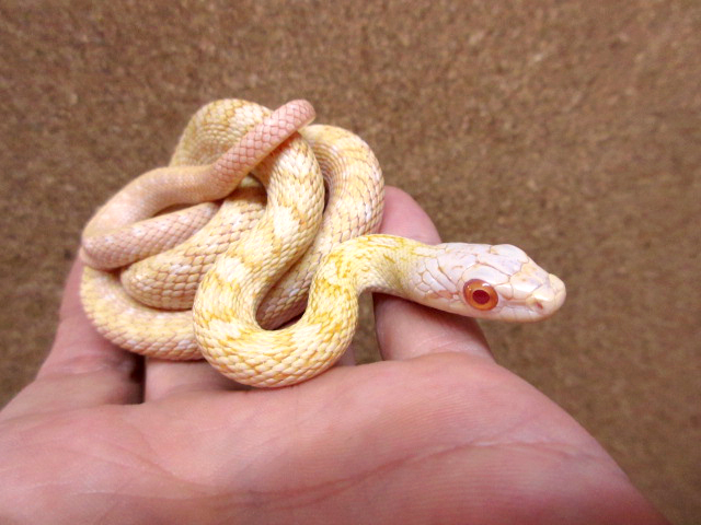 アオダイショウ(11)