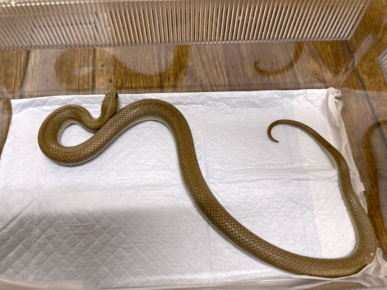 ムジブタハナスベヘビ(1)