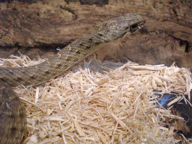 モンペリエヘビ(9)