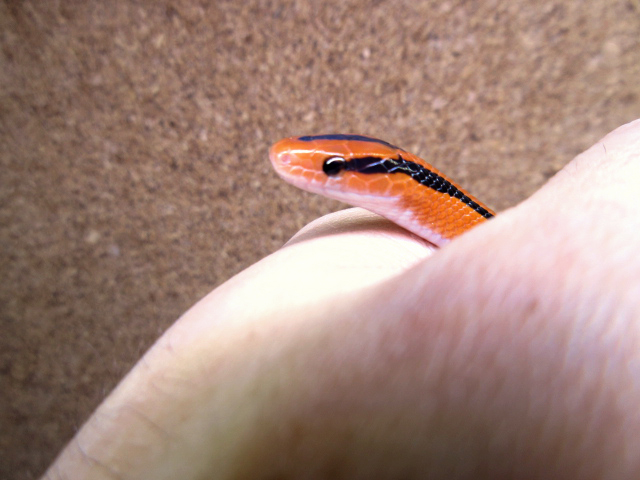 コクシーベニナメラ(8)