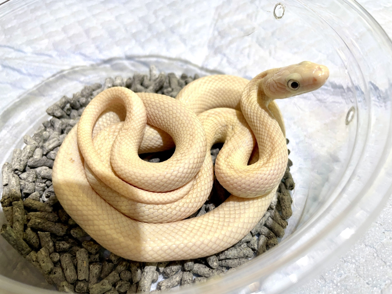 ブラックラットスネーク(11)