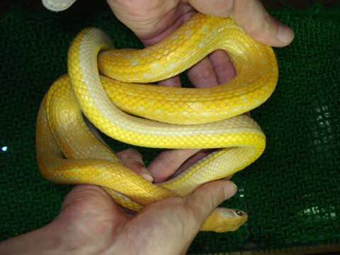 タイリクスジオ(5)