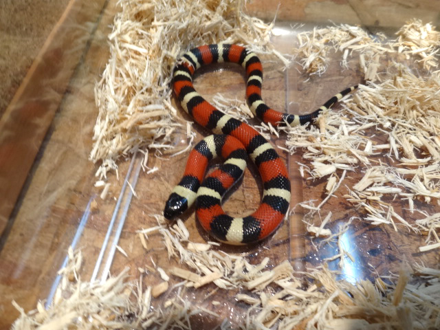 プエブランミルクスネーク(5)