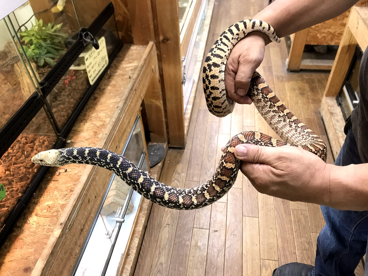 ブルスネーク(2)