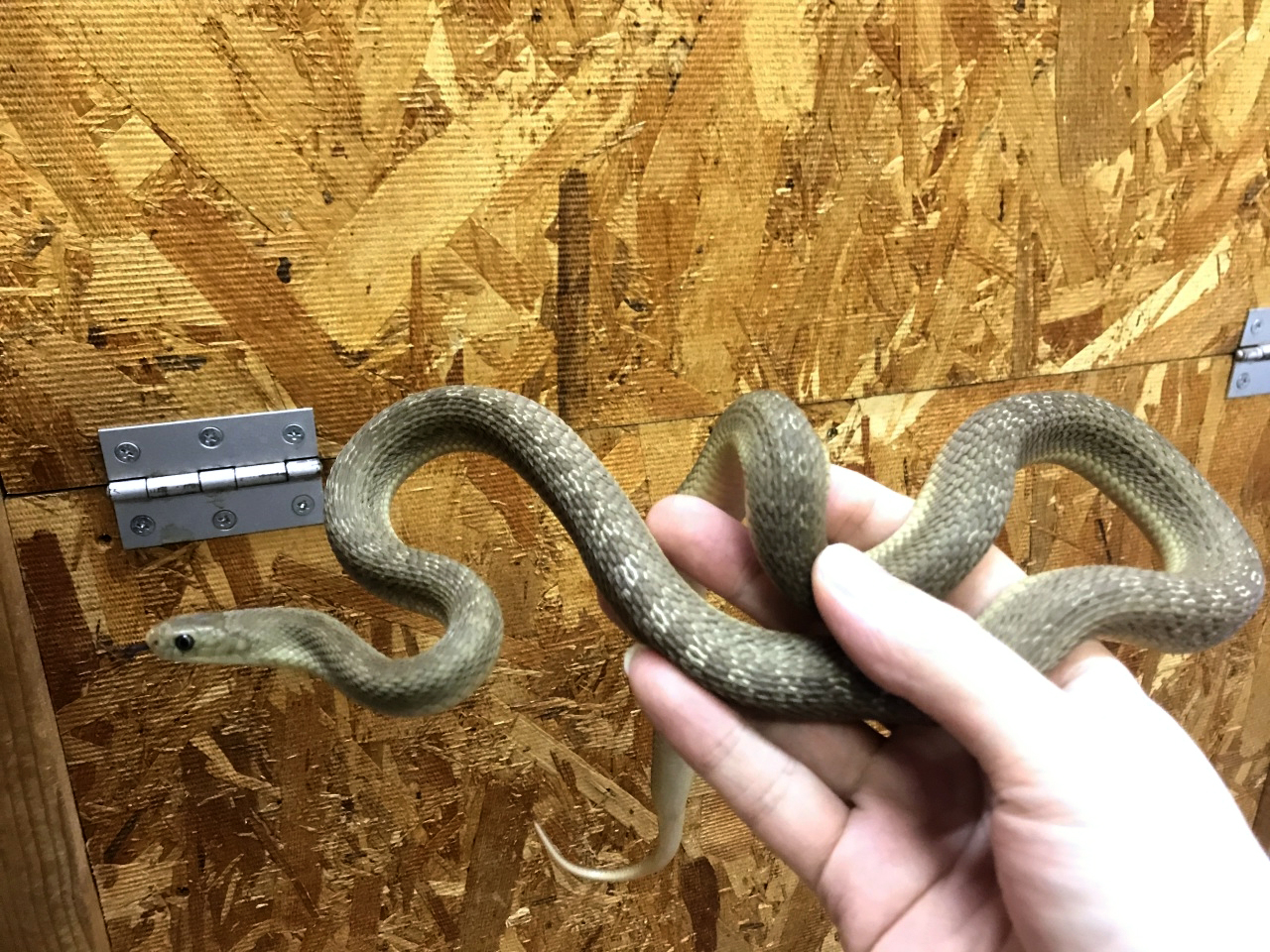 ミドリタマゴヘビ(2)