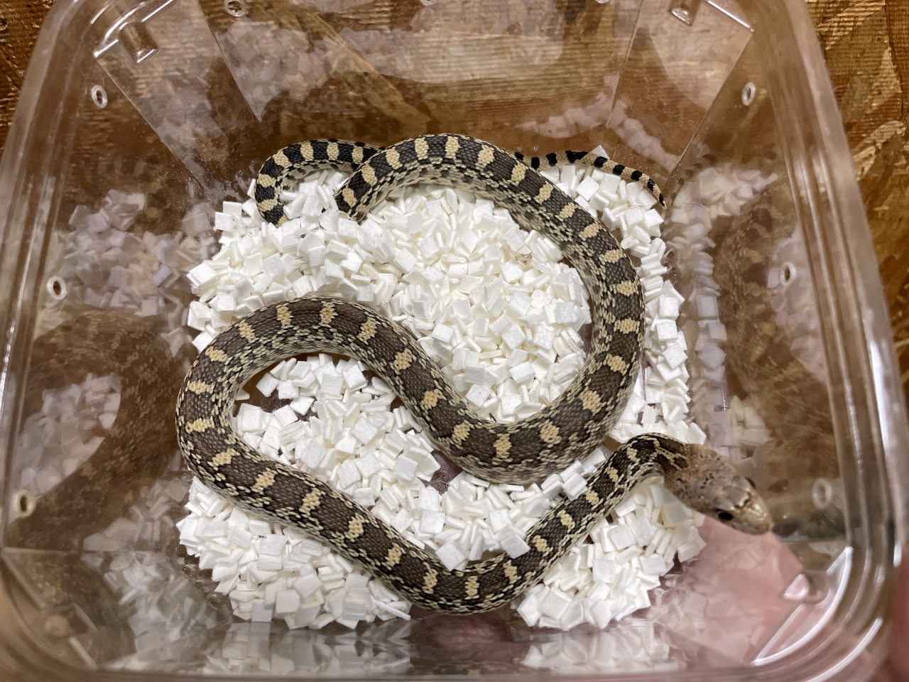 ブルスネーク(4)