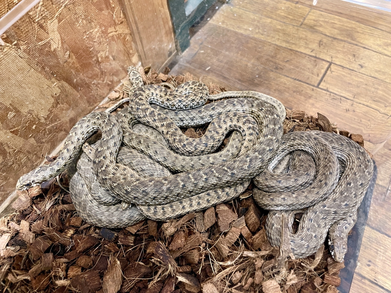 モンペリエヘビ(6)