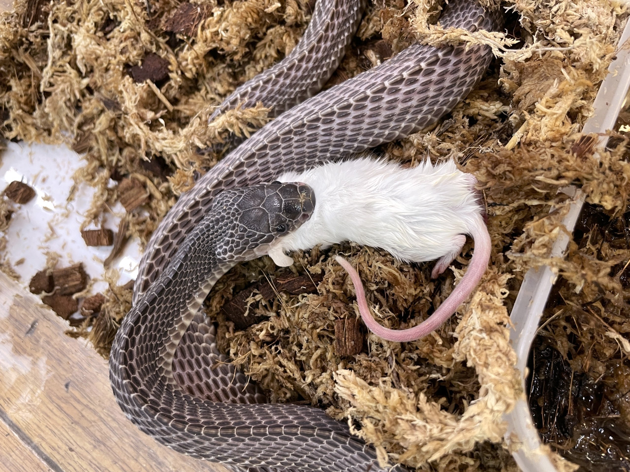 クロスサンカクヘビ(6)