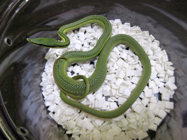 バロンコダマヘビ(7)