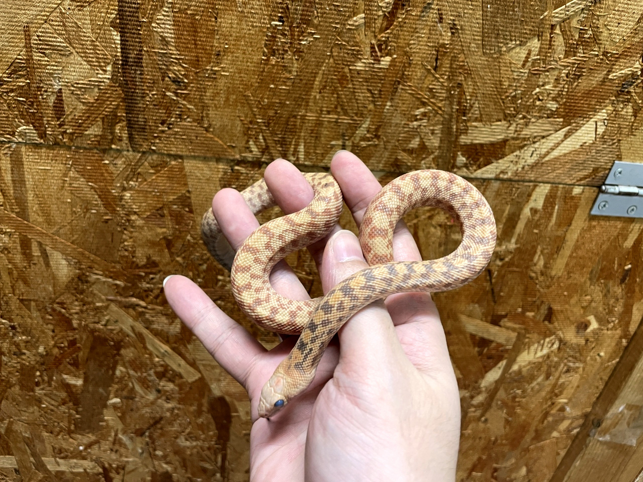 ブルスネーク(9)