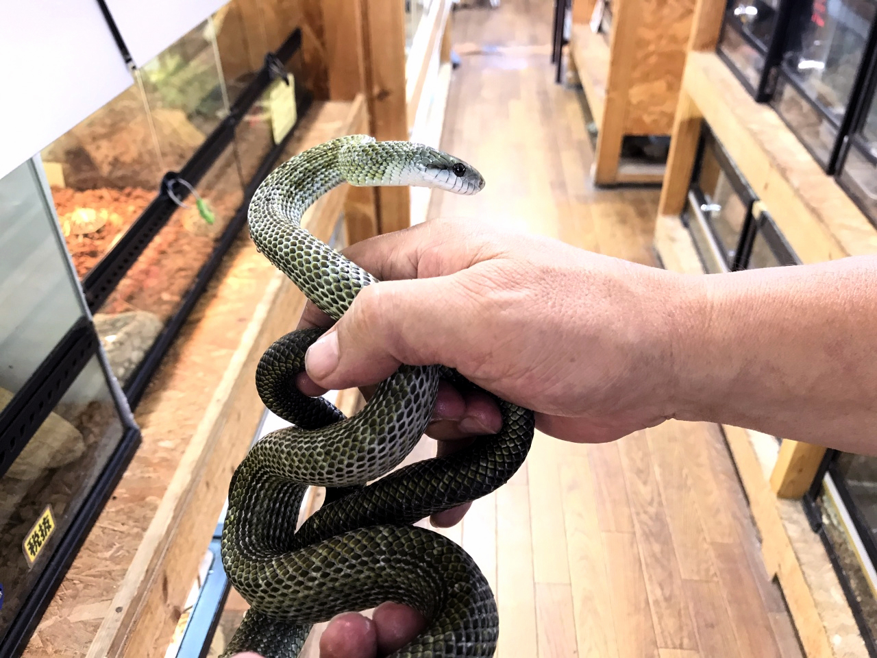 アオダイショウ(3)