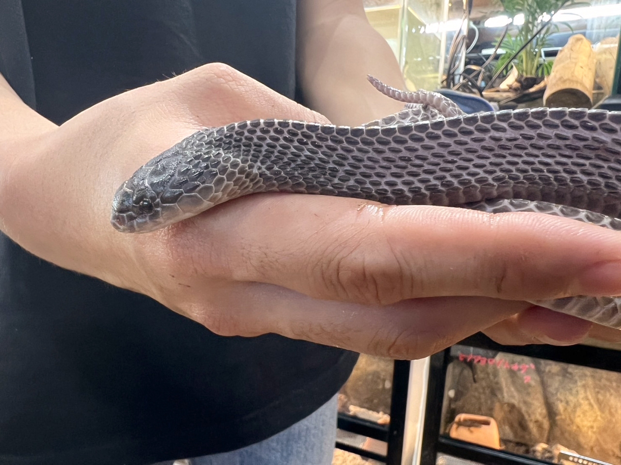 クロスサンカクヘビ(10)