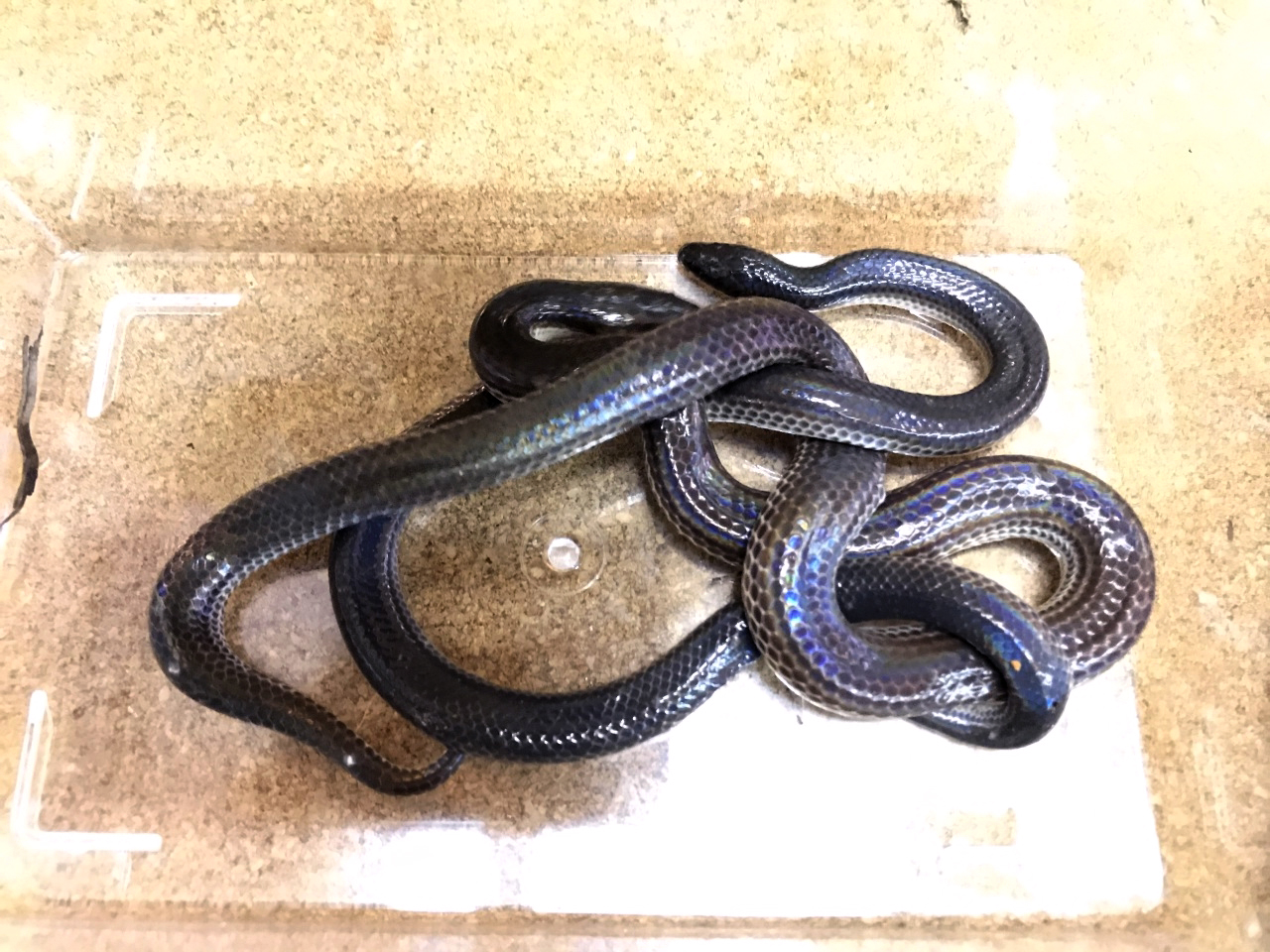 サンビームヘビ(4)