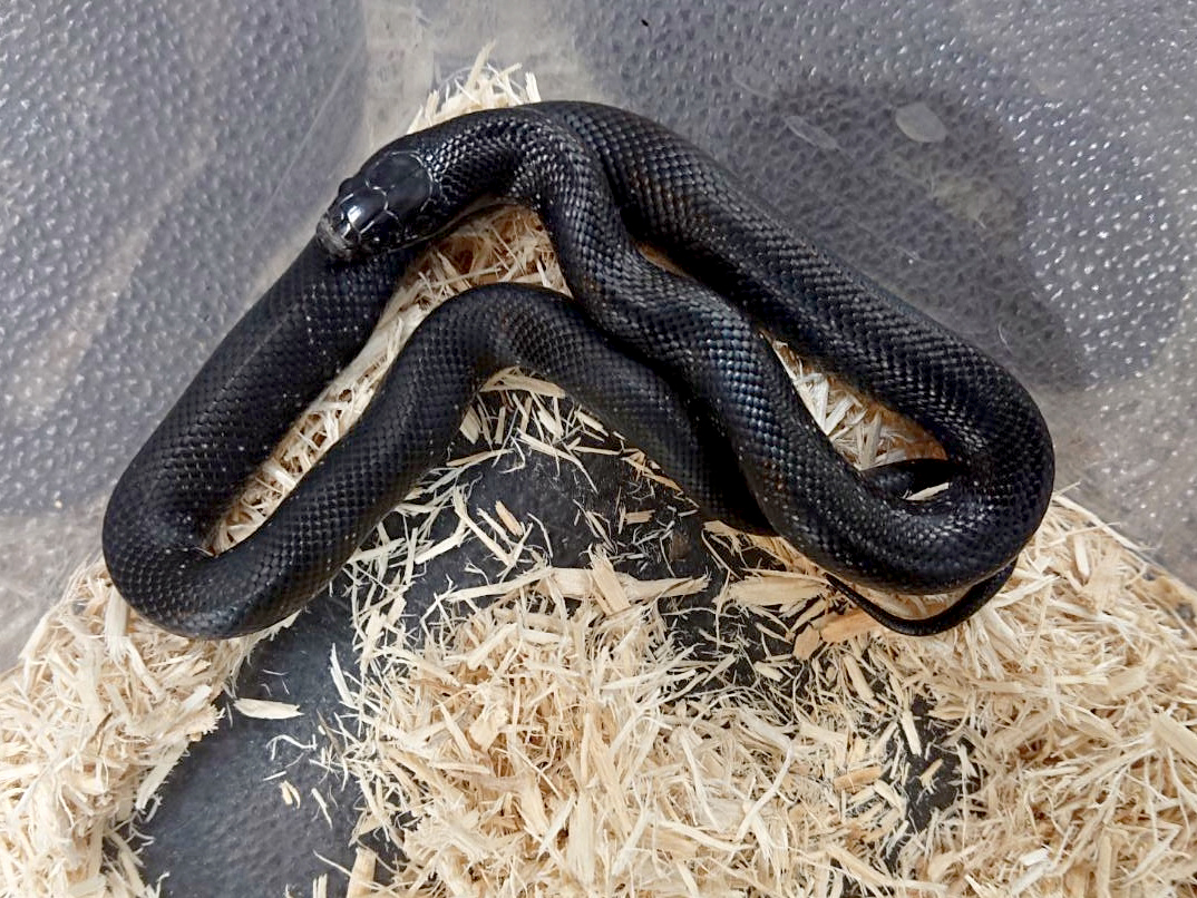 メキシカンブラックキングスネーク(3)