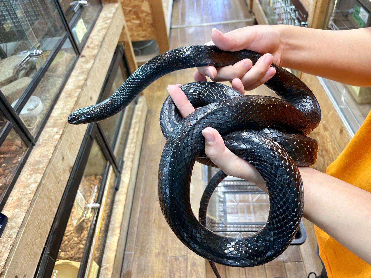 ミナミオオレーサー(2)