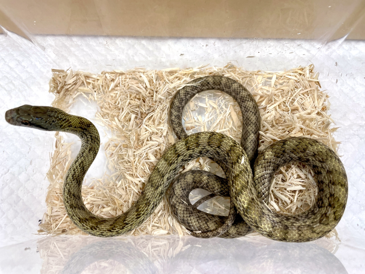 アオダイショウ(7)