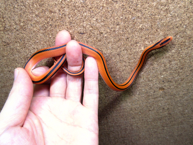 コクシーベニナメラ(7)