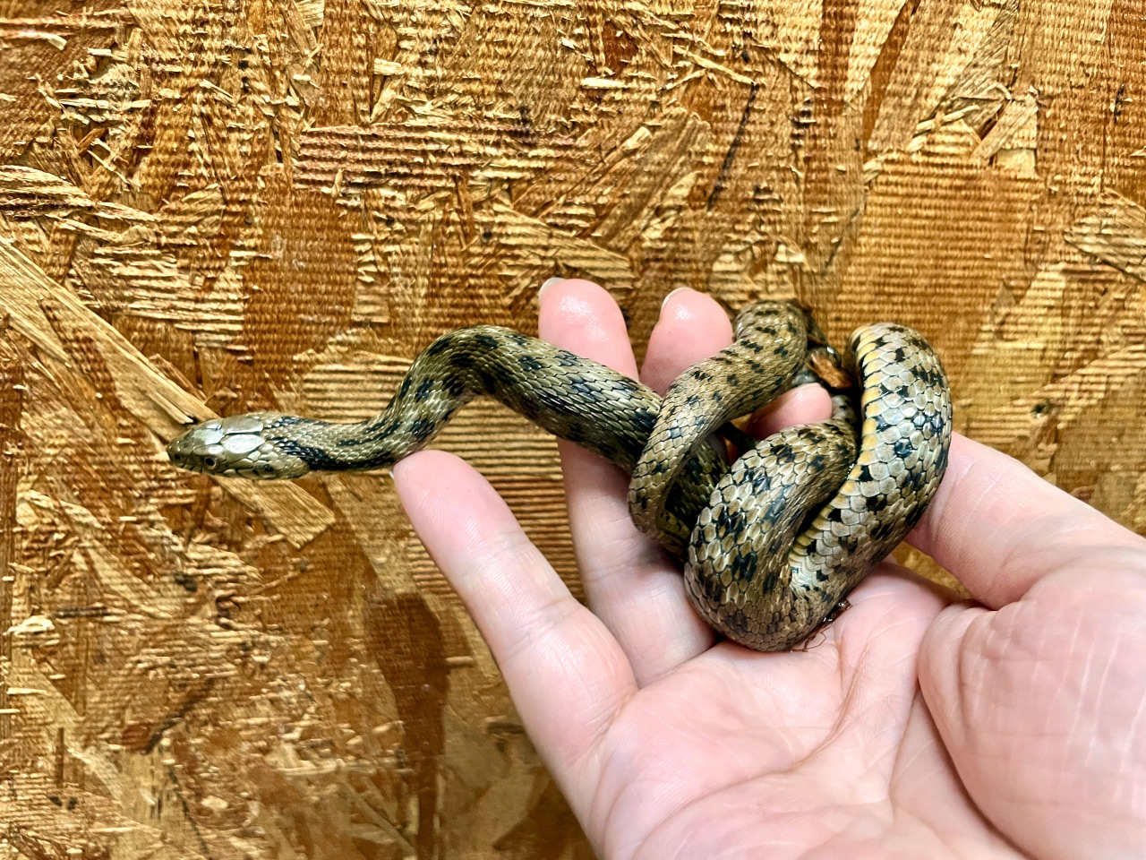 ダイスヤマカガシ(3)