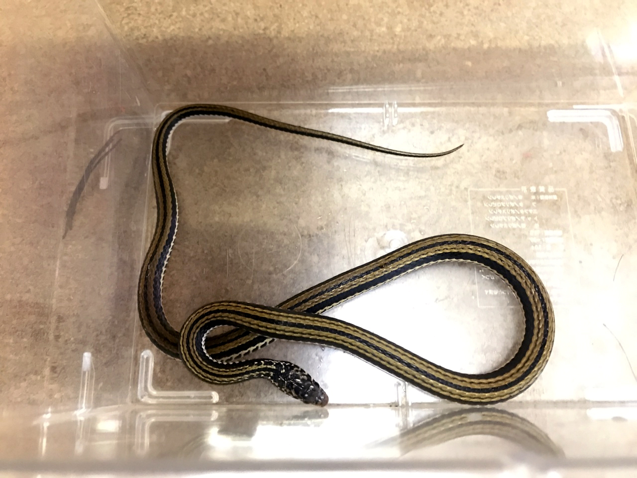 ジャワソウカダ(1)