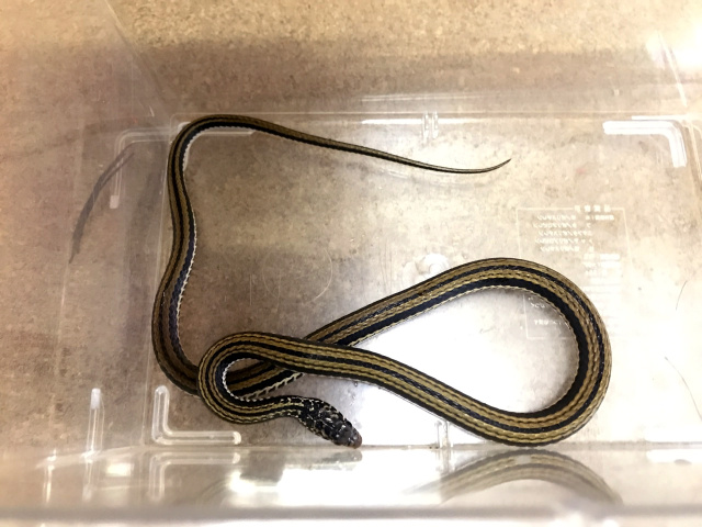 爬虫類図鑑（ヘビ図鑑/ナミヘビ他）