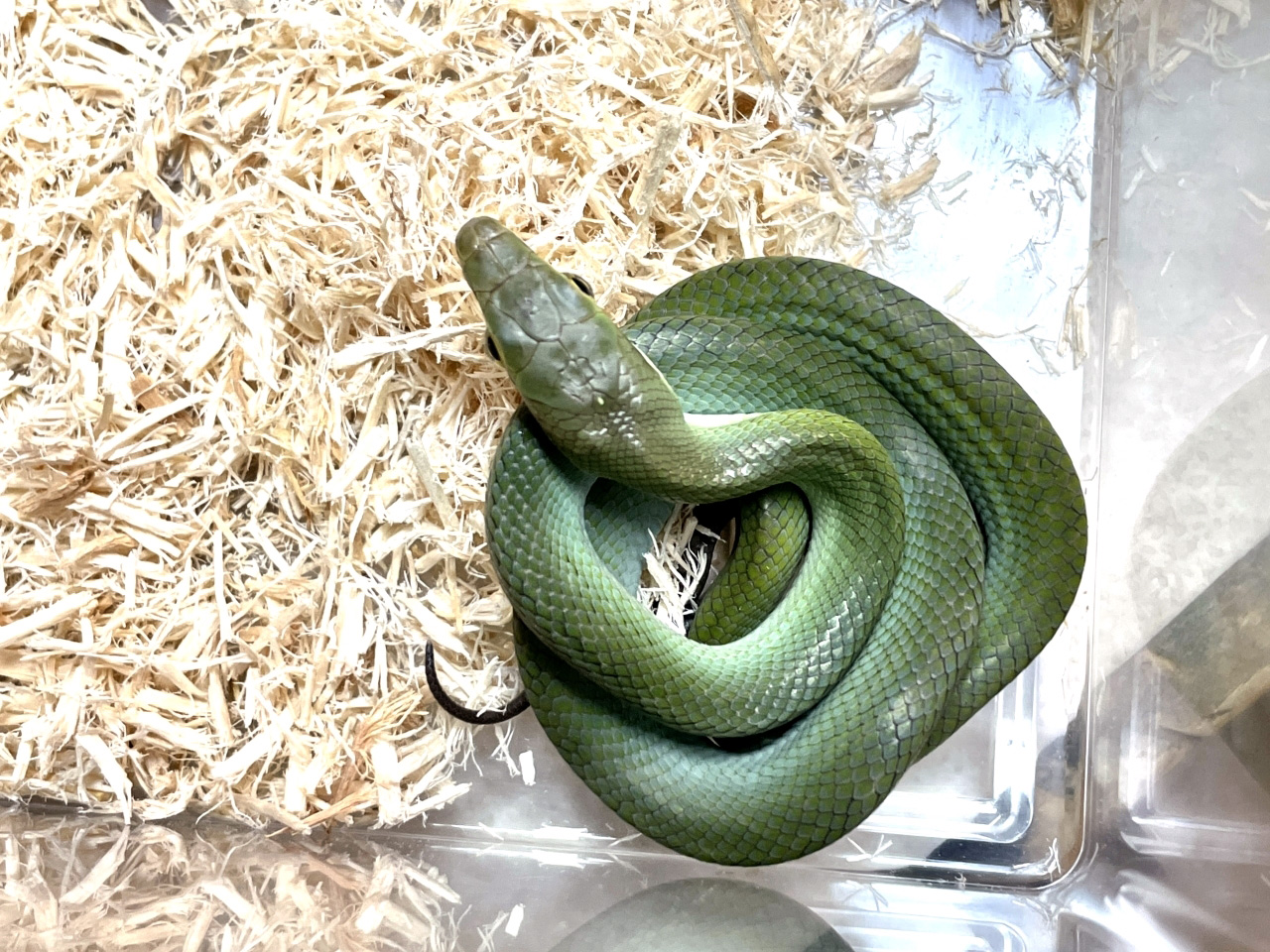 ホソツラナメラ(8)