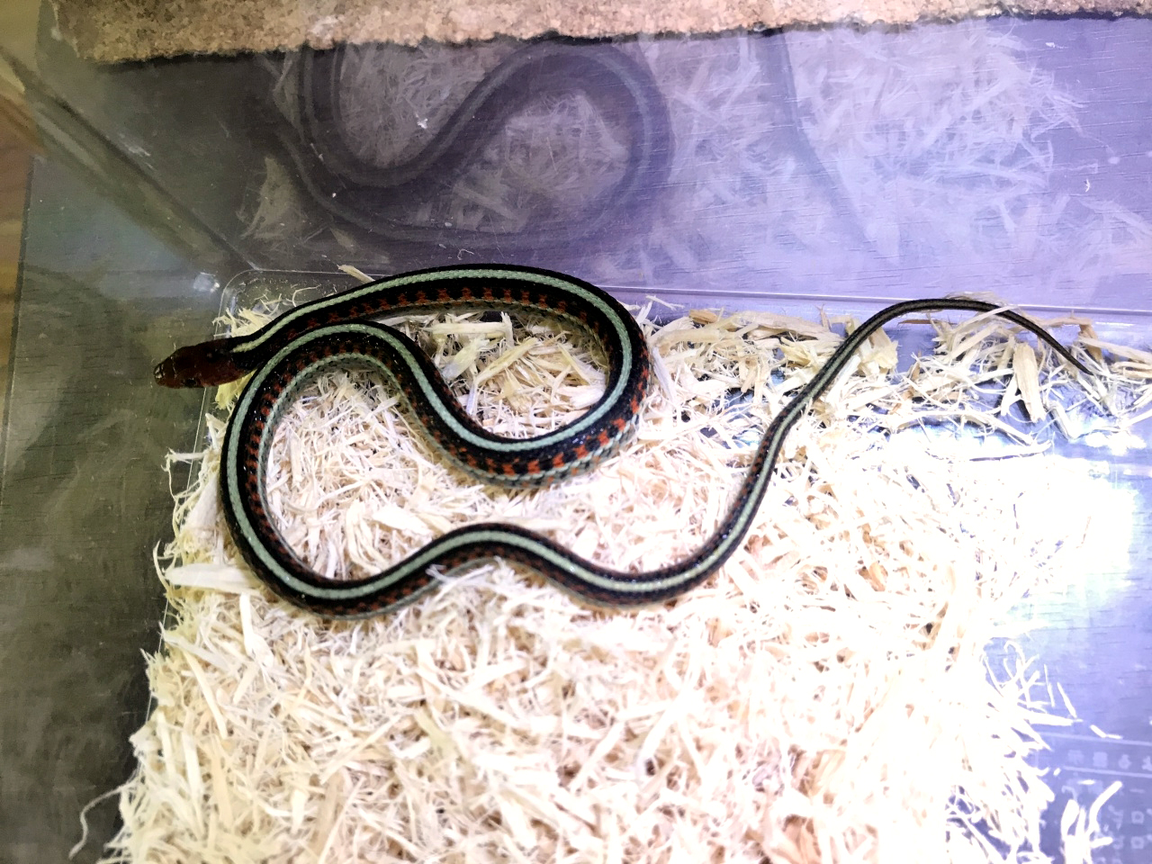 カリフォルニアレッドサイドガータースネーク(2)