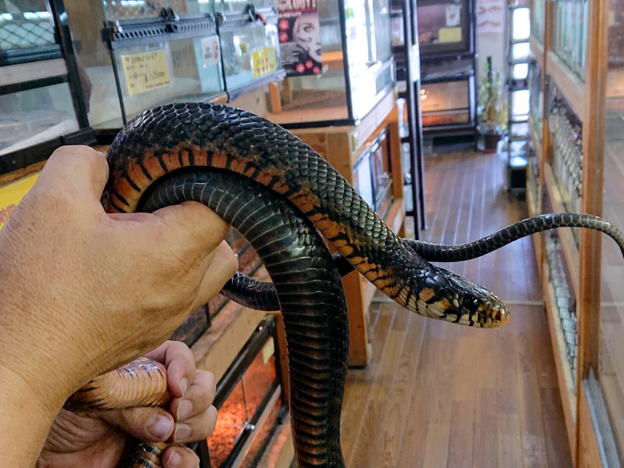 メキシカンレッドテールインディゴスネーク(2)