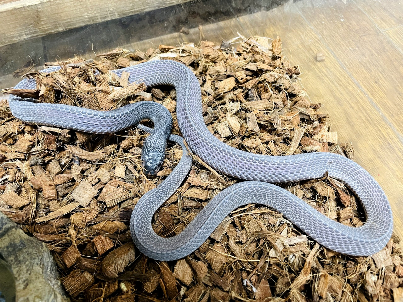 クロスサンカクヘビ(1)