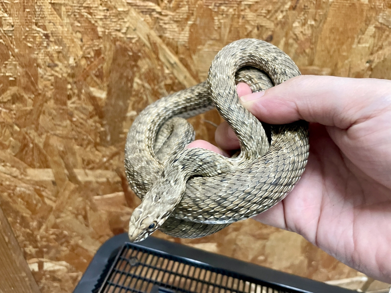 モンペリエヘビ(7)