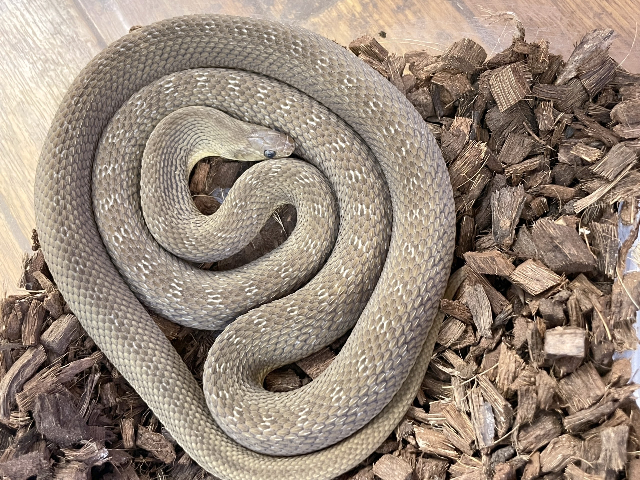 ミドリタマゴヘビ(12)