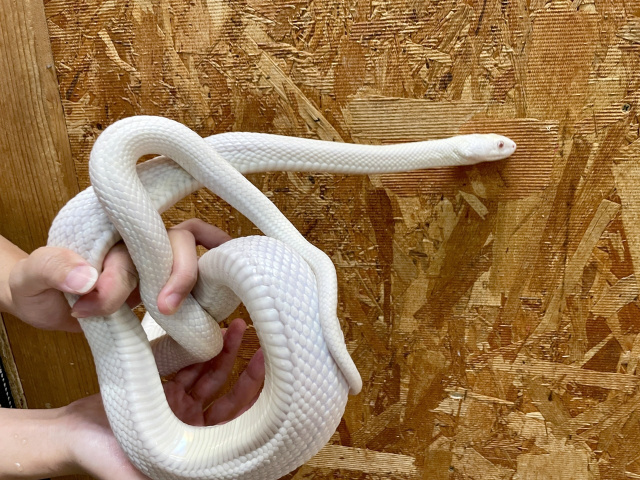 テキサスラットスネーク