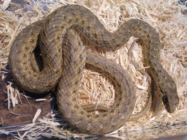 モンペリエヘビ(8)