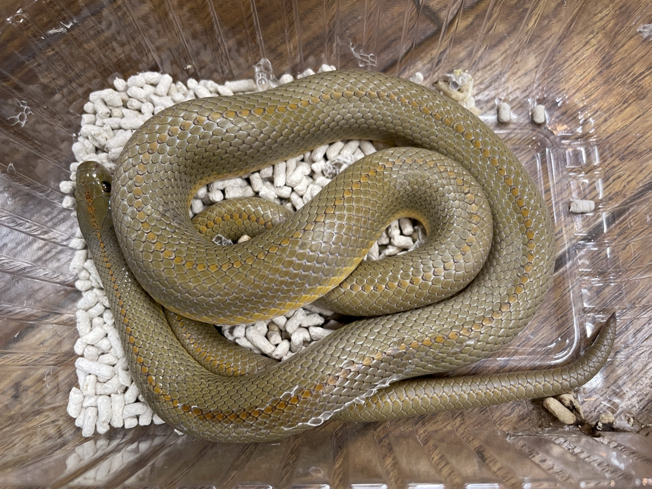 オーロラハウススネーク(2)