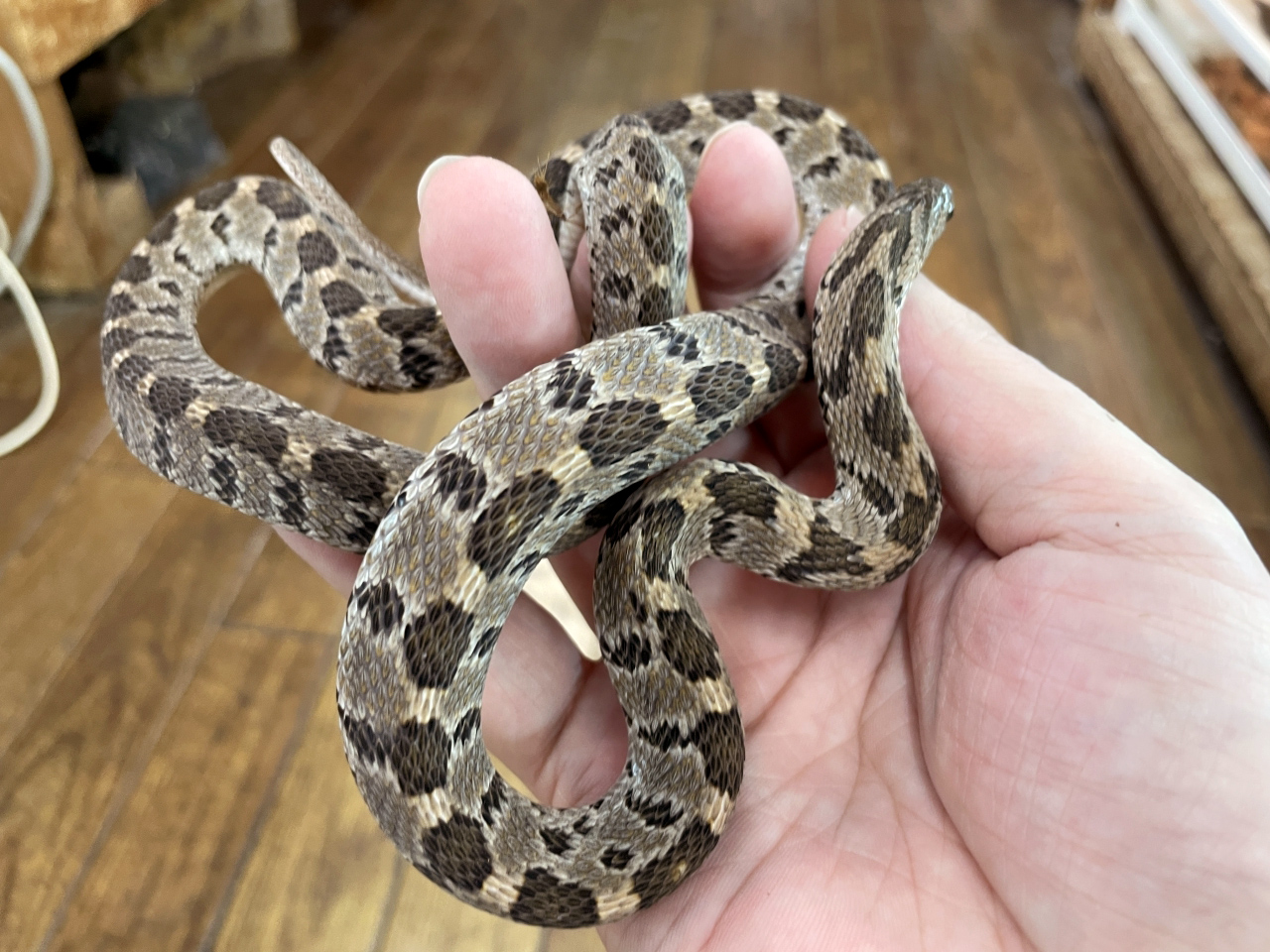 マドワシタマゴヘビ(3)