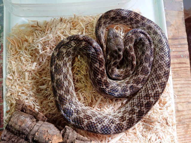 ゴノメアリノハハヘビ