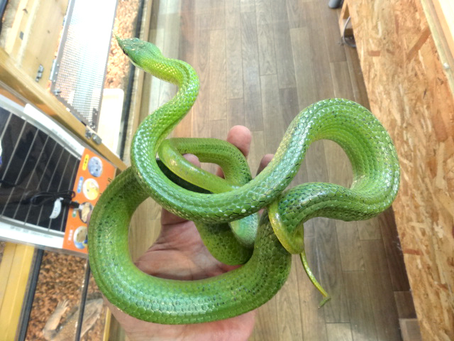 ライノラットスネーク(3)